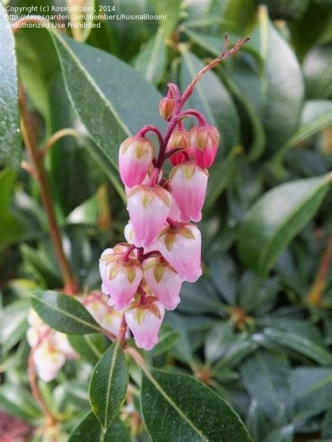 Plantfiles Pictures Japanese Pieris Andromeda Lily Of The Valley