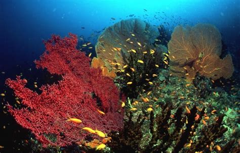 Indahnya Pulau Weh Di Banda Aceh Katalog Tempat Wisata Liburan