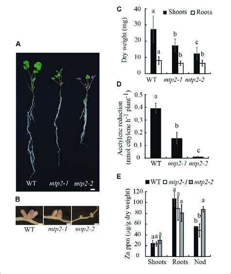 Medicago Truncatula Mtp Mutation Impairs Nitrogen Fixation A