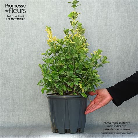 Euonymus Japonicus Aureus Fusain Du Japon Persistant Et Panaché