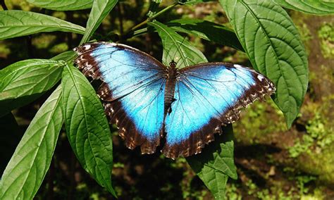 Monteverde Butterfly Tour, Costa Rica