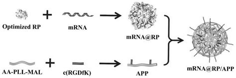 Nucleic Acid Drug Delivery System Based On Recombinant Ribosomal