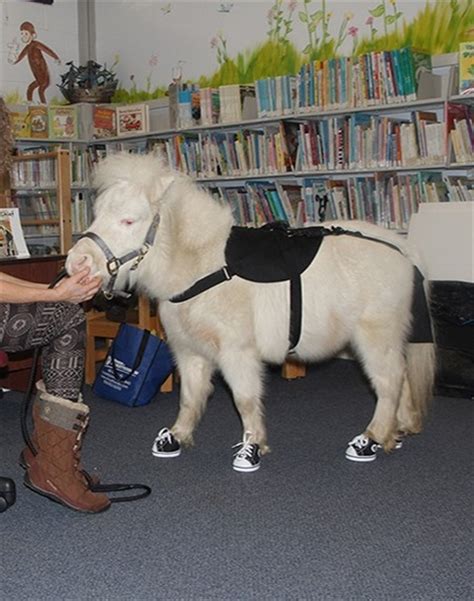 Miniature Therapy Horse Visit | Morris County Library