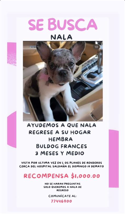 Familia ofrece mil dólares de recompensa por su perrita Nala El Blog