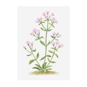 Illustration Of Centaurium Erythraea Common Centaury Pink Flowers By