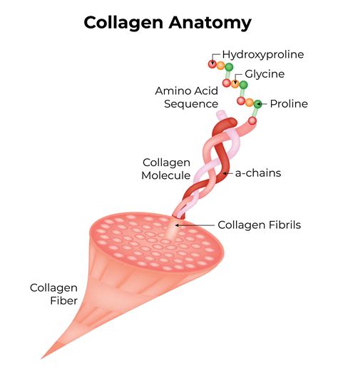 Collagen Anatomy Science Design Illustration Diagram 49815788 Vector Art at Vecteezy
