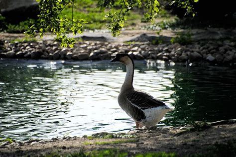 Angsa Afrika Burung Foto Gratis Di Pixabay Pixabay