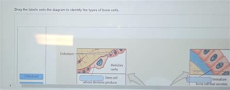 Solved Drag the labels onto the diagram to identify the | Chegg.com 