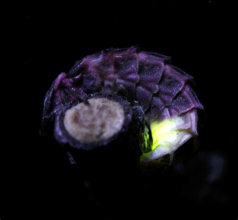 Светлячок обыкновенный Lampyrus noctiluca L. « Макрофотограф Сергей Таланов