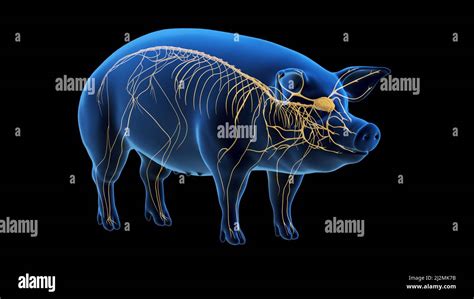 Pig nervous system, illustration Stock Photo - Alamy