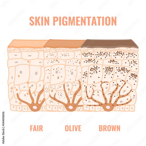 Skin Pigment Melanin