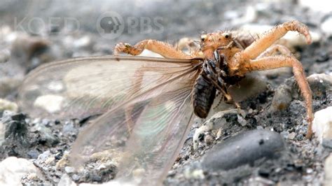 flying termites in house after rain - Tosha Boss