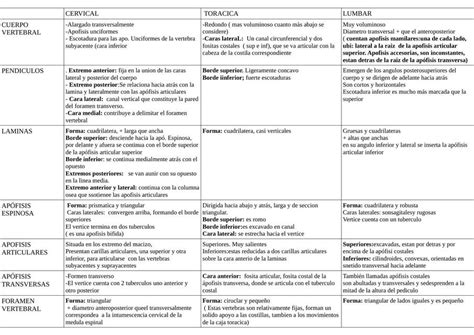 Cuadro de Vértebras Antonella Pérez uDocz