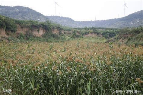 高粱種植怎麼育苗？高粱的育苗技術 每日頭條