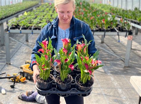 Indoor Calla Lily Care - Rooted Flowers