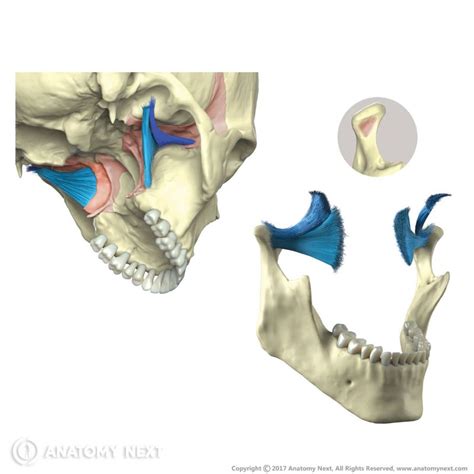 Lateral Pterygoid Encyclopedia Anatomyapp Learn Anatomy 3d