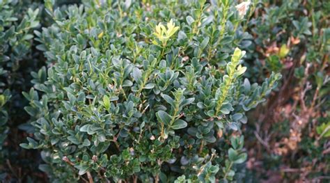 27 Varieties of Boxwood for Your Garden