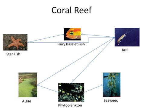 Food Web - The Marine Biome