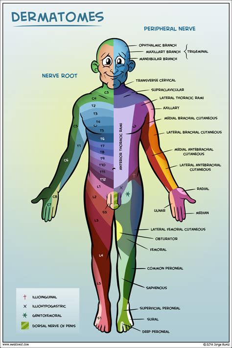 Shingles Dermatome Map