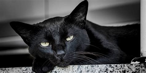 Black Cats Are the Best Cats! | San Mateo County Libraries