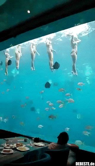 Woow Lustige Bilder Sprüche Witze echt lustig Aquarium