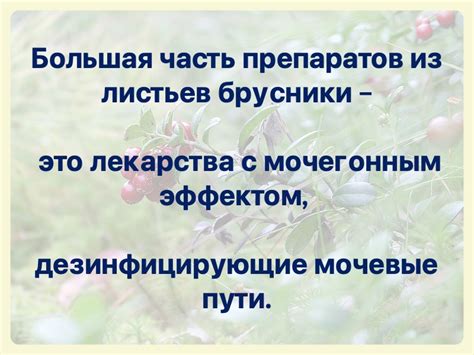 Брусника: польза, применение, противопоказания, 7 рецептов
