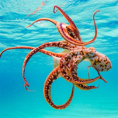 Aluminumcanvas Fine Art Image Of Hawaiian Octopus Tako Etsy