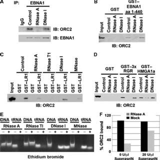 EBNA1 Binds Its Own MRNA A RNA Isolated From Raji Cell Extracts