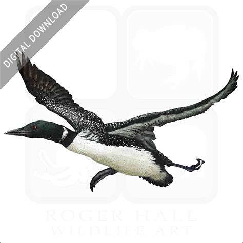 Stock Art Drawing of a Common Loon - inkart