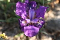 Ajuntament de Benicarló La Flora del Puig de la Nao