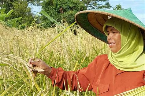 Kenalan Dengan Ani Ani Alat Unik Tradisional Paling Canggih Pada