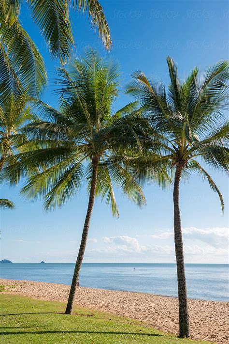 Palm Trees On Beach By Stocksy Contributor Neal Pritchard Stocksy