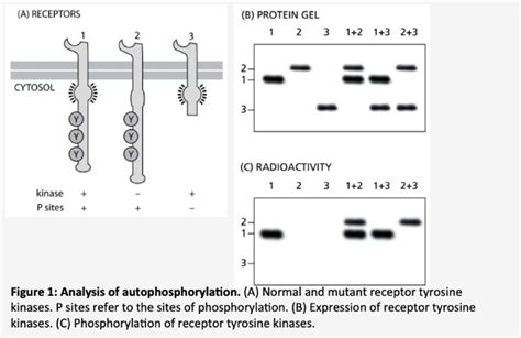 Solved So what does autophosphorylation mean? When a | Chegg.com