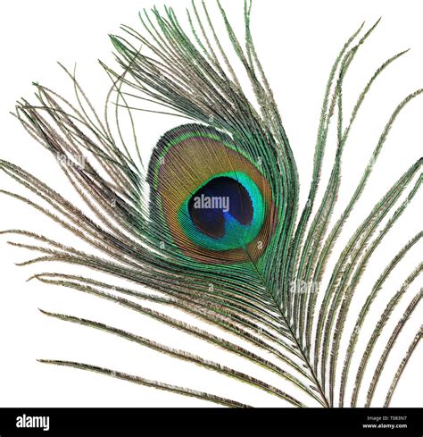 Peacock Tail Feather Stock Photo Alamy