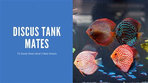 Discus Tank Mates - 15 Great Ones (With Pictures) - AquariumStoreDepot