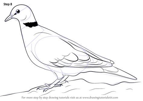 Learn How to Draw a Dove (Birds) Step by Step : Drawing Tutorials