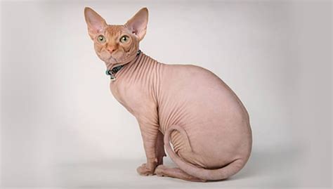 How Much Do Hairless Cats Cost How Much Yew