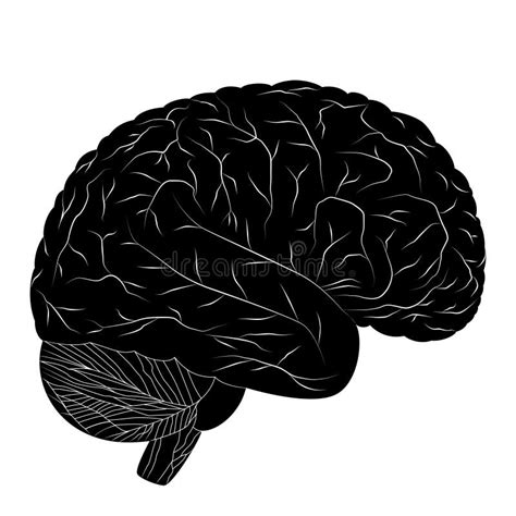 Imagen Del Vector Del Cerebro Humano Con Las L Neas Negras En Un Fondo