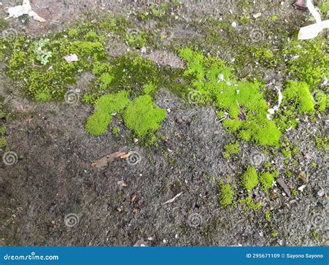 Growing Green Moss On Damp And Dirty Cement Floors Stock Image Image