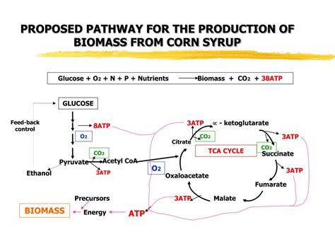 Ppt Bakers Yeast Production An Overview Powerpoint Presentation