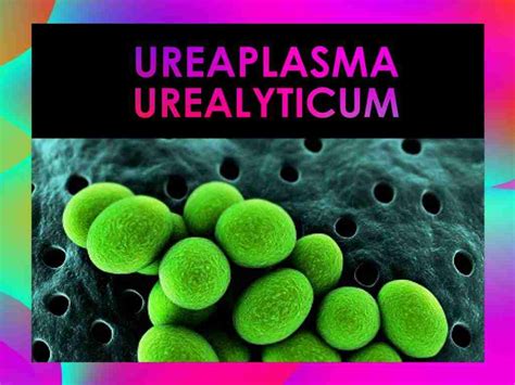 Ureaplasma Overview Symptoms Diagnosis And Treatment Ruclear