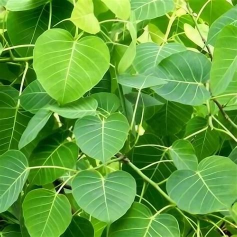 Swathy Naturals Dried Ficus Benghalensis Slender Dwarf Leaf Banyan