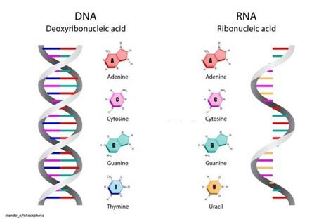 Perbedaan DNA dan RNA » ZonaPintar