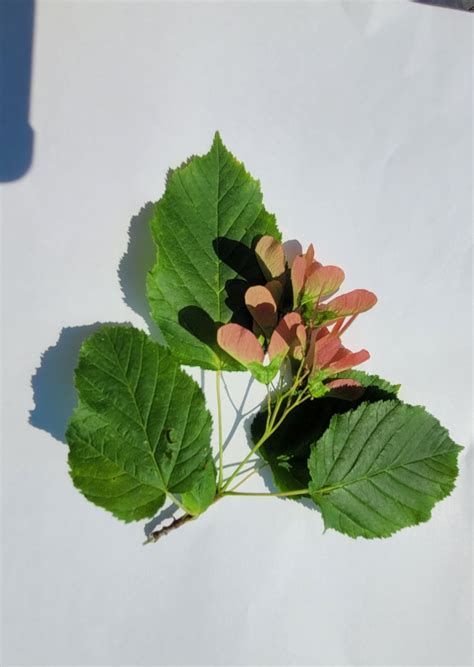 Acer Tataricum Hot Wings Feuerahorn Pflanzenhof Toskanapark