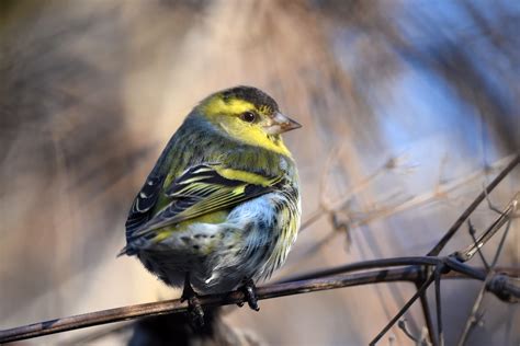 Choses Savoir Sur Le Tarin Des Aulnes Vigie Nature