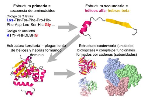 Protein Primary Secondary Tertiary And Quaternary Structure Spanish