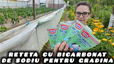 Cum Aplicam Solu Ia Cu Bicarbonat De Sodiu N Gradina Youtube