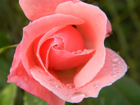 fotos gratis agua naturaleza flor petalo rojo rosado flora