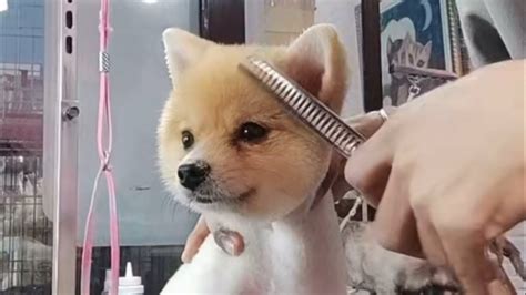 Dog 🐶 Pet Puppy Grooming Teddy Bear Style How To Cut Dogs Hair Basic