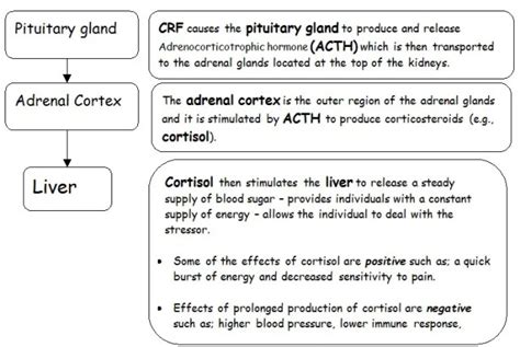 The Physiology Of Stress Including General Adaptation Syndrome Gas